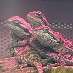 Meet your Posher, Neptune